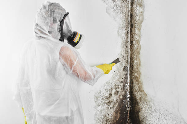Best Office Mold Removal Services  in Flordell Hills, MO