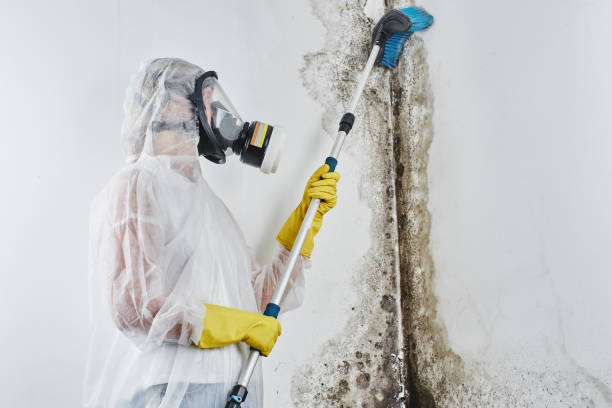 Crawl Space Mold Removal in Flordell Hills, MO