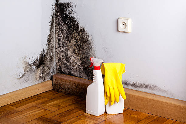 Best Fast Mold Removal  in Flordell Hills, MO