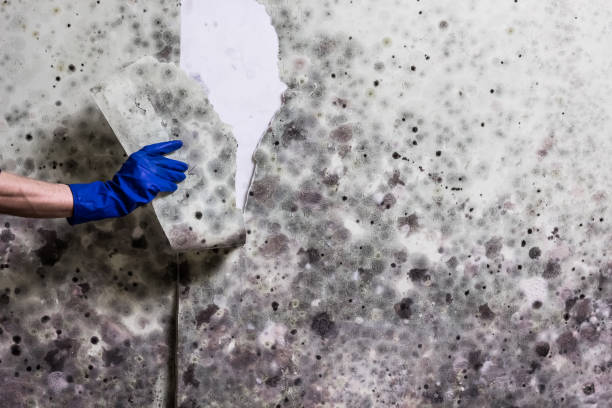 Best Mold Removal Near Me  in Flordell Hills, MO